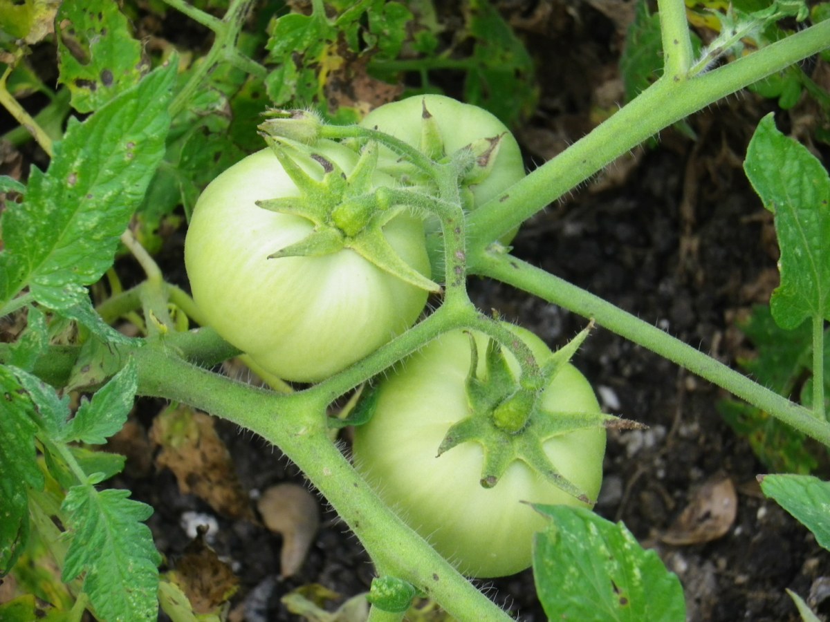 Organic Farm04.jpg
